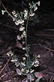 Eriogonum cernum